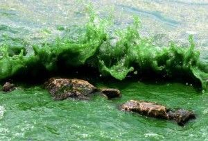 espirulina alga