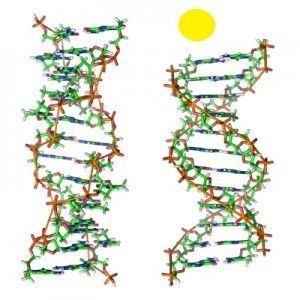 Doble hélice del ADN